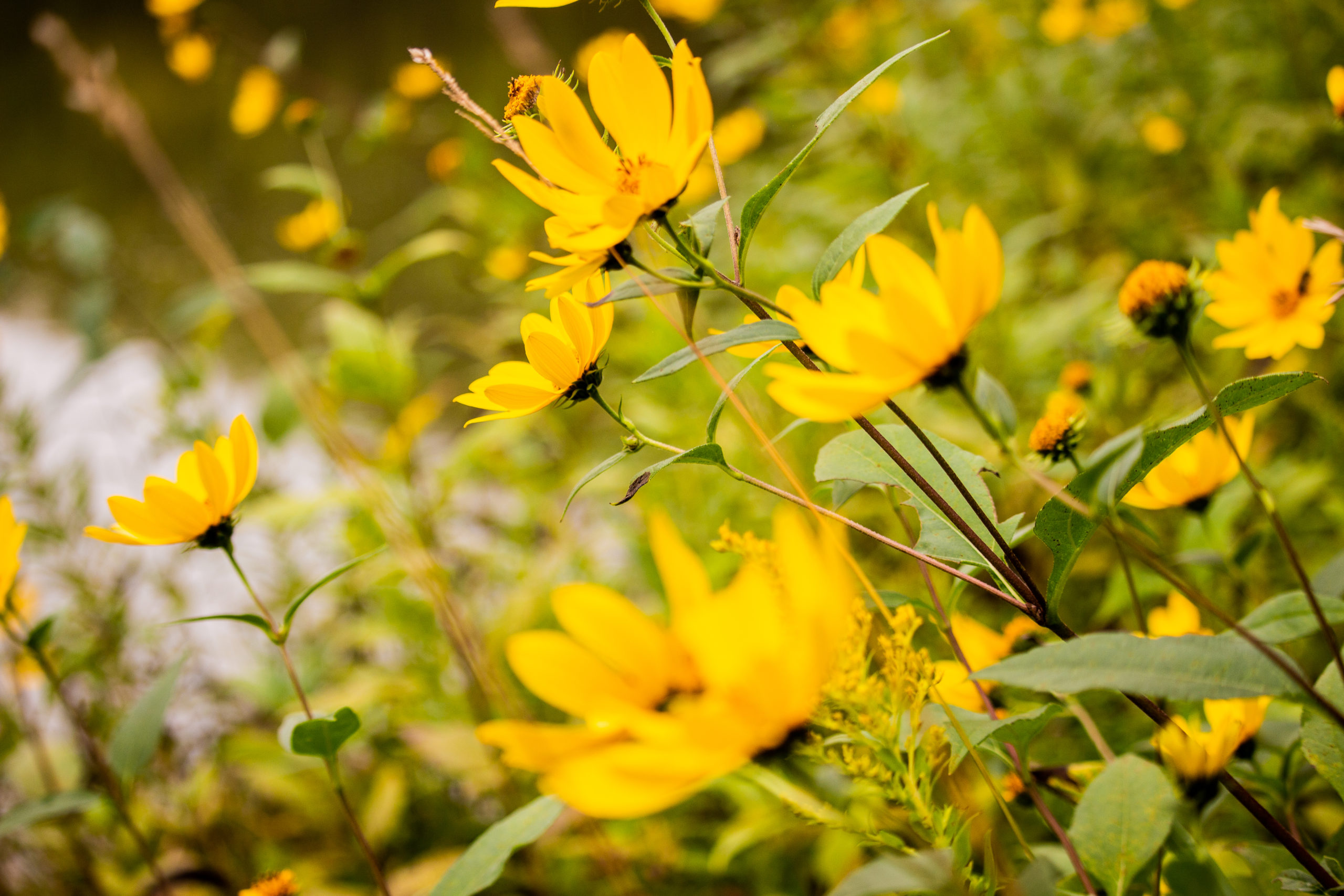 Close up photograph of yellow flowers