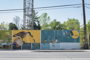 Hoarding exhibit by DanielleCole with large illustrations of Canadian Geese