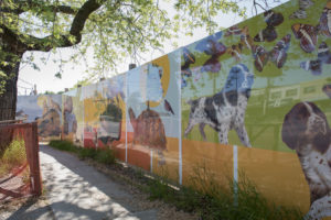 Hoarding exhibit by Danielle Cole on a sunny day with illustrations of dogs, turtles and other wildlife and animals