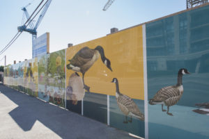 Hoarding exhibit of Danielle Cole's work with illustrations of geese
