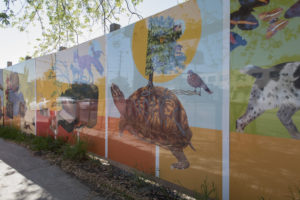 Danielle Cole's hoarding exhibit with illustrations of turtles and other animals