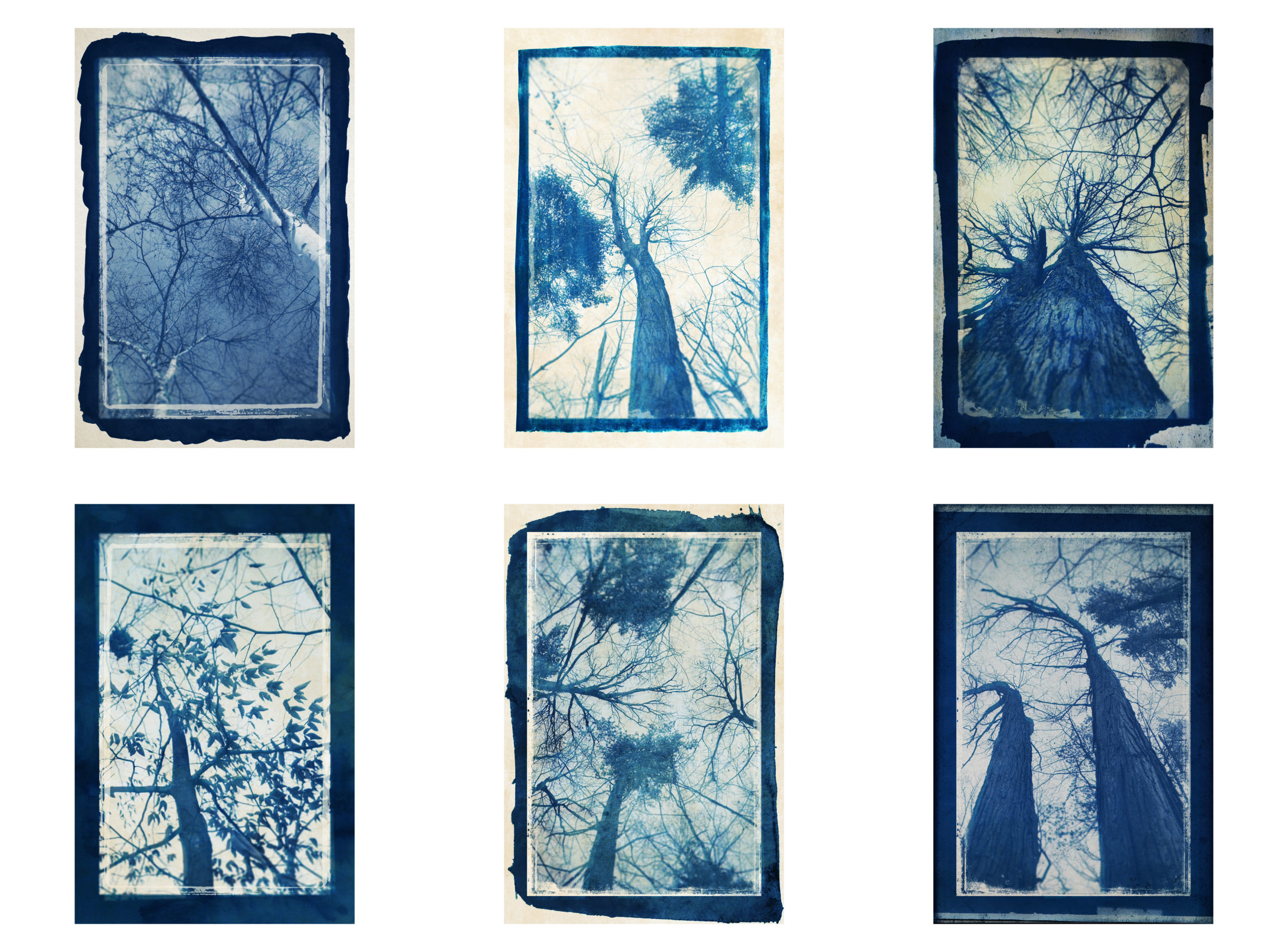 A cyanotype artwork of six different rectangular pieces, each made with different types of tree branches and foliage. The blue artworks are lined in two rows of three.