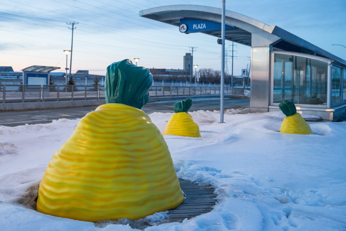 A sculptural installation of yellow sugar beets that look like the Japanese wagashi dessert popping up above a snowy ground beside a public transit stop.